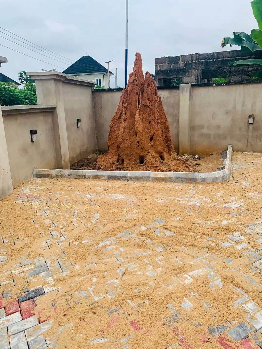 Mixed reactions as man preserves anthill in his compound, shares why