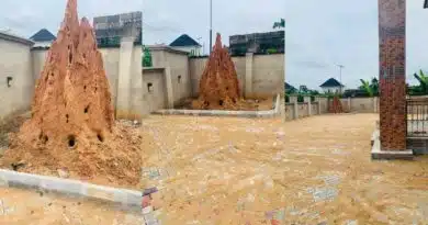 Mixed reactions as man preserves anthill in his compound, shares why