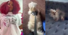 Lady cries out after leaving her dog with her mom, only to see it looking different later