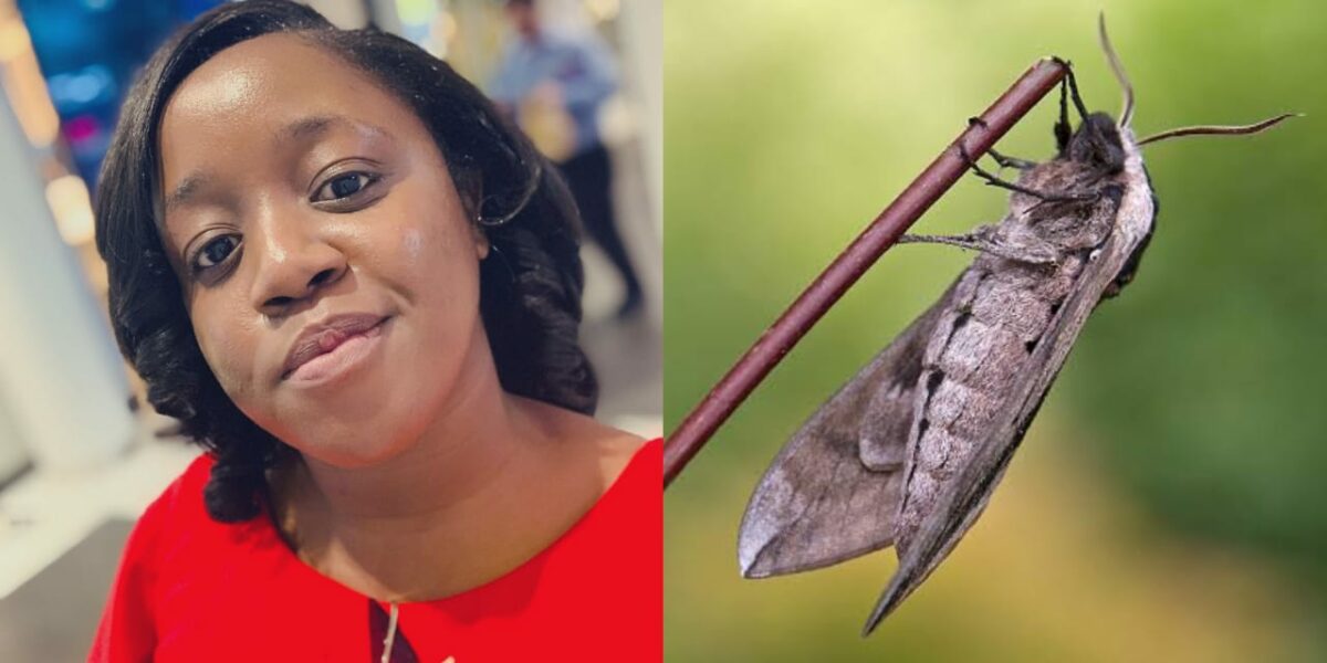 Lady hires housekeeper who used broom to gently guide moth outside without harm during interview