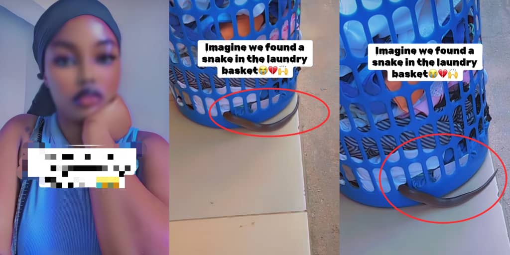 Lady finds snake in laundry basket, shares shocking video online