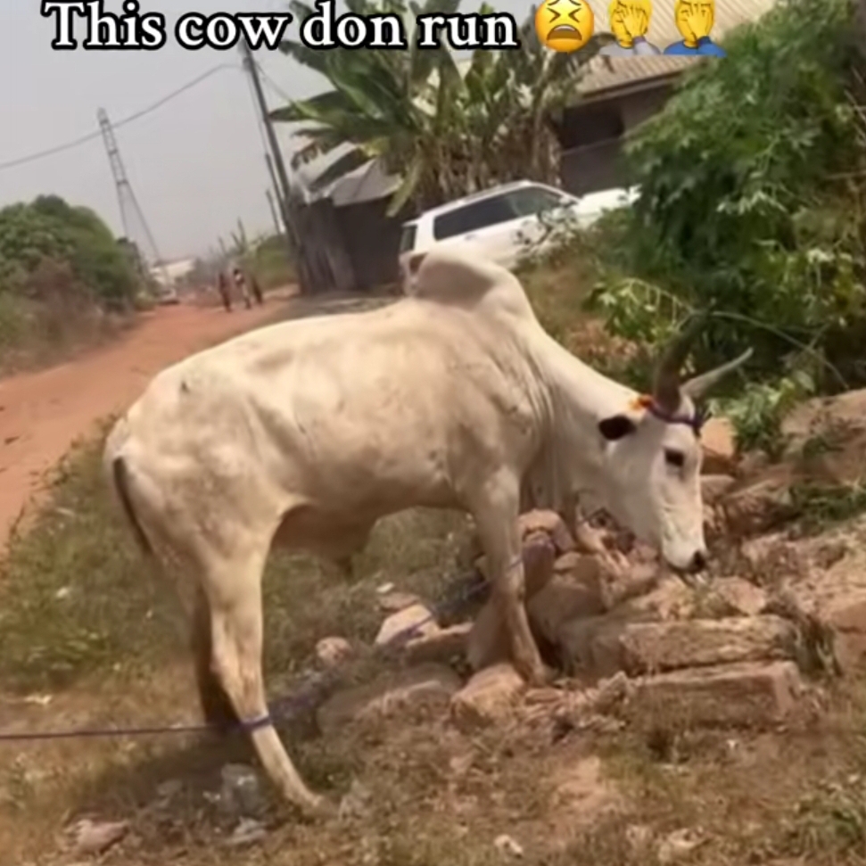 Lady heartbroken as Christmas cow escapes