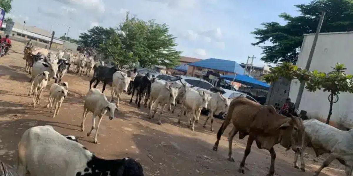 Cows invade Abuja streets again despite Wike's anti-open grazing threat