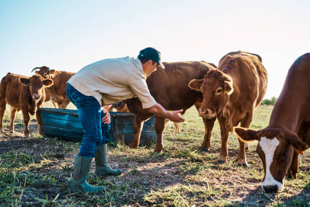 Man kicked to death after trying to rape cow