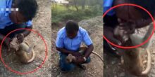 Taxi driver performs CPR on lifeless monkey, brings it back to life