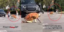 Outrage as the man dresses as tortoise and crawls slowly on road, causing traffic in viral video