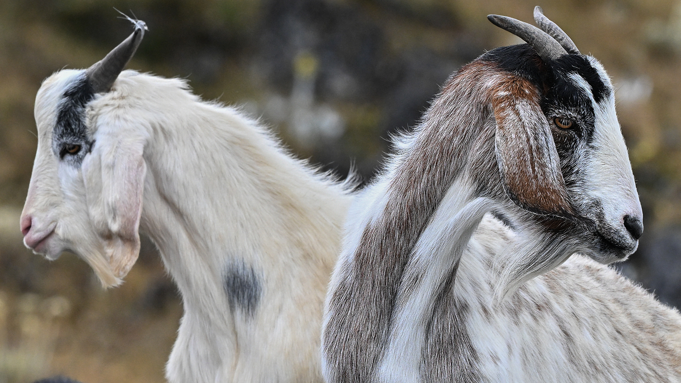 Doctor gives pregnant-girlfriend two goats as compensation for dumping her