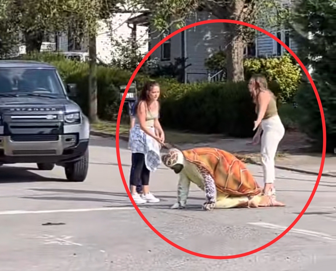 Outrage as the man dresses as tortoise and crawls slowly on road, causing traffic in viral video