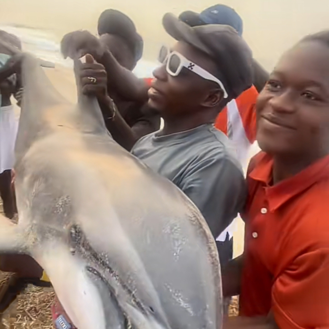 Youths pose with caught dolphin in viral video 