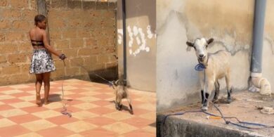 Hilarious moment as lady and goat enter bleating competition while feeding the goat