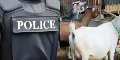 Man arrested for stealing goat I celebrate child's making ceremony