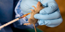 NCDC begins fight against Lassa Fever in Ondo