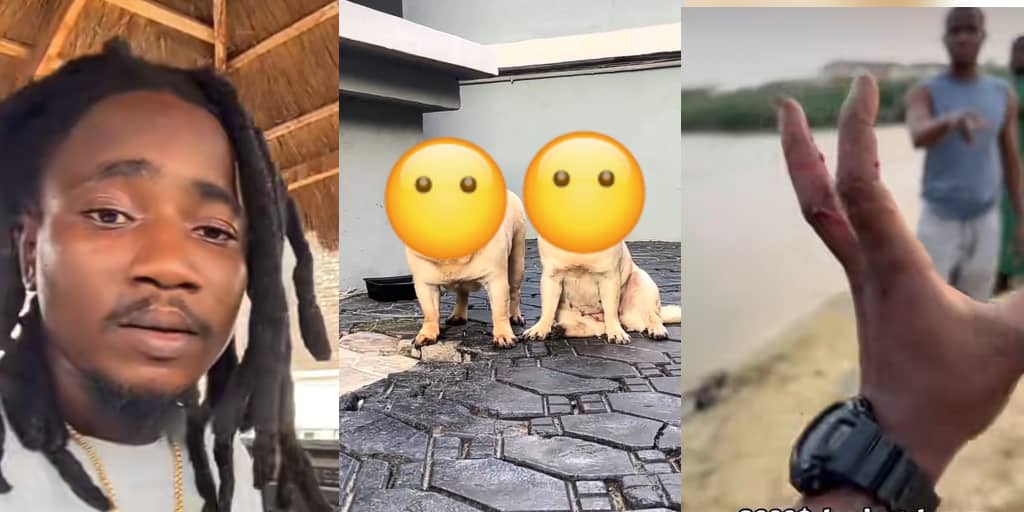 Man cries out as two $2k dogs allegedly drown within hours of his absence