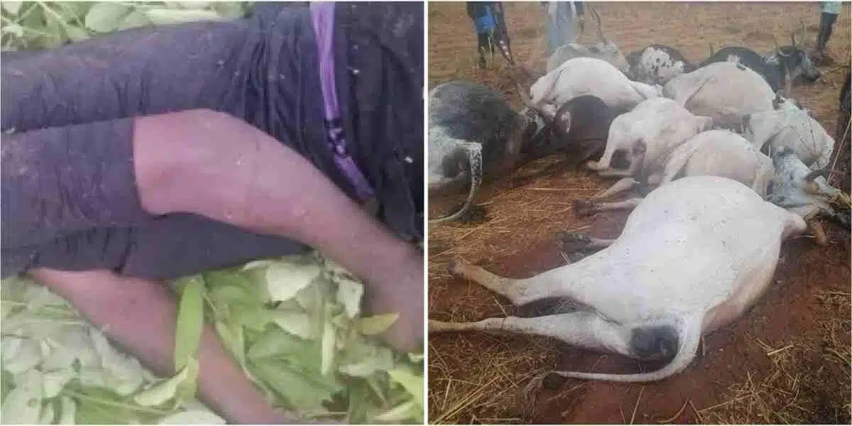Lightning strike kills herdsman and 12 cows in Kaduna