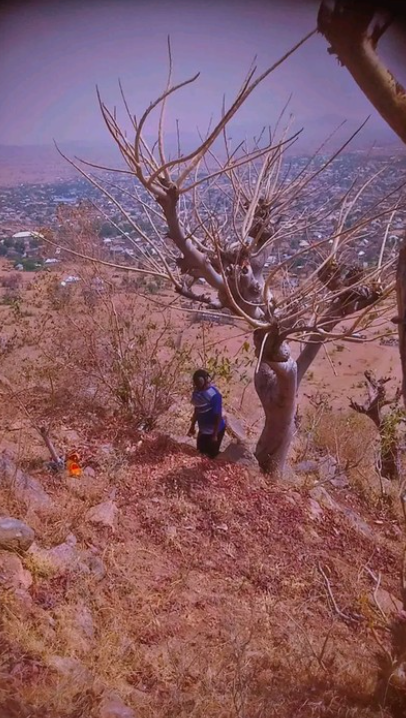 Young lady found dead hanging from a tree in Gombe