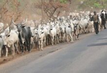 Agatu chairman gives Fulani herdsmen 48-hour ultimatum to vacate Benue